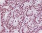 Anti-TRAF6 Rabbit Monoclonal Antibody